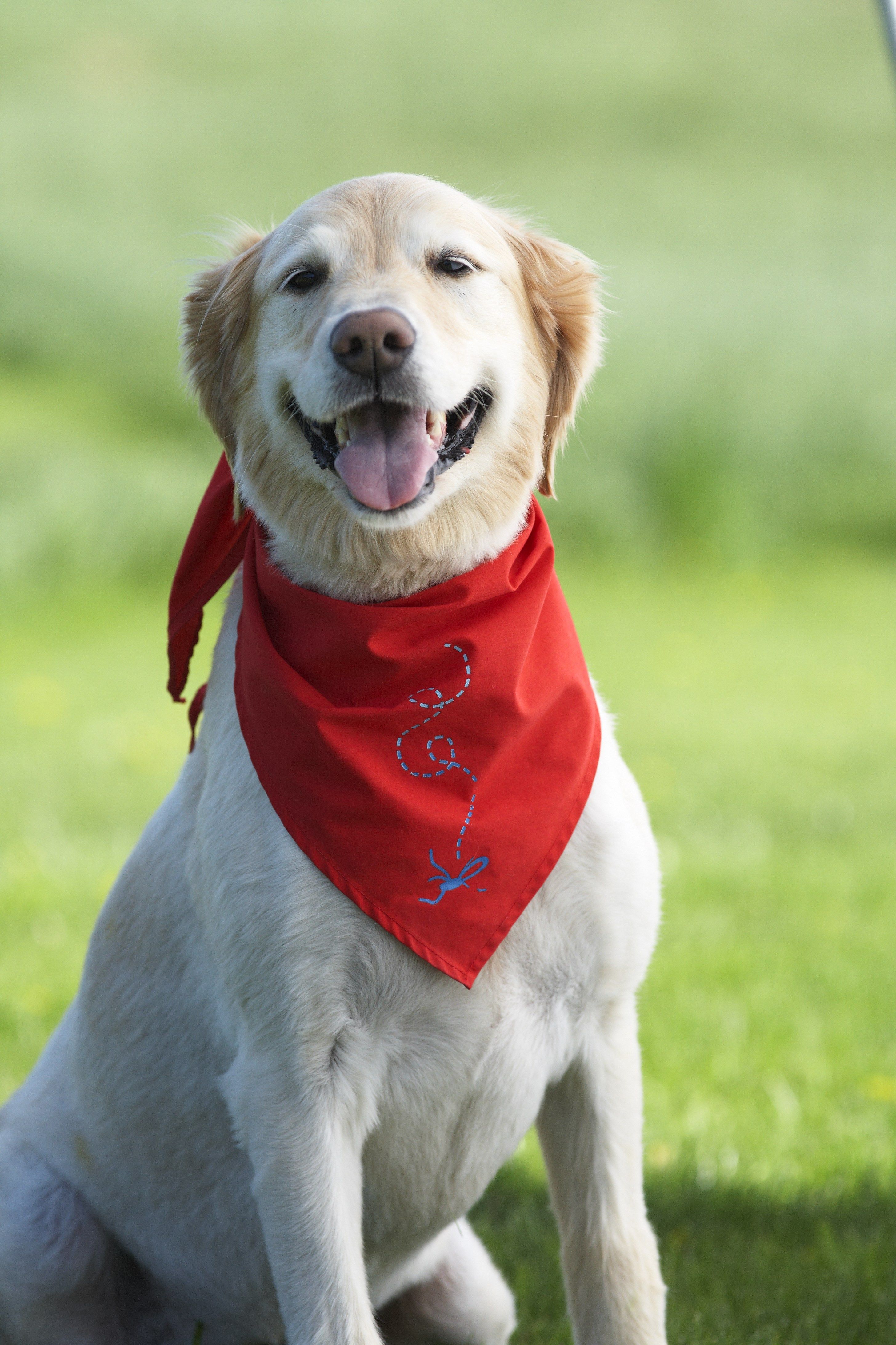 Insect shield hot sale bandana for dogs